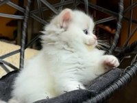 Şampiyon Soyundan Gelen Safkan Ragdoll Yavruları