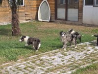 Çiftliğimizden Safkan Border Collie Yavrular