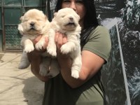 Mükemmel chow chow yavrularım