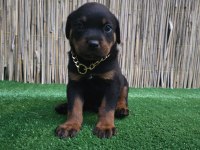 Rottweiler yavrular sahiplerini bekliyor iki aylık