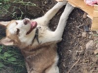 Erkek orjinal husky çok akıllı ve oyuncu 1 yaşında