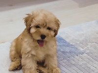 Maltipoo yavru köpeğim