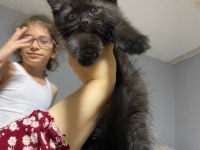 British shorthair yavrularım 8 adet dişi yavru