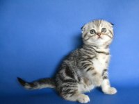 Scottish fold kittens