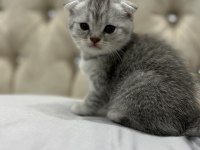 scottish fold kedimizi sahiplendirme adana
