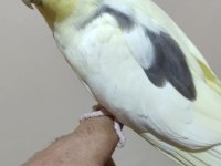 Lutino pied erkek alışık ve grey erkek alışık