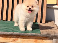 Ayı surat pomeranian boo bebeklerimiz