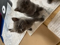 British shorthair gri kedimiz