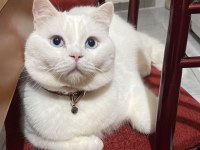 Ücretsiz sahiplendirme erkek british shorthair