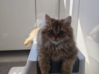 Çok sevecen Golden black british longhair 4 aylık yavru