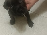 2 aylık acil cane corso
