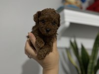 Anne baba tecaup dark redbrown tecaup erkek poodle muhteşem