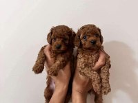 Red brown toy poodle bebekler