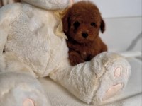 Oyuncu ve Safkan Toy Poodle Bebekler