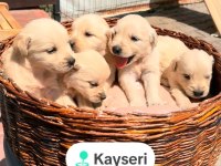 Safkan Golden Retriever Yavruları