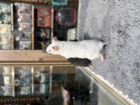 Rengarenk Hamster Minişler