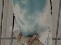 Muhabbet kuşlar