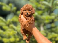 Toy poodle cinsi bebek köpeklerimiz