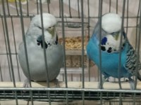 Jumbo takımı muhabbet kuşlar