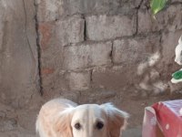 Golden 8 aylık