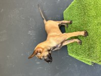 Erkek Malinois Yavrum