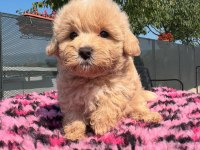 DÜNYA TATLISI MALTİPOO YAVRULARI