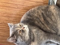 British Shorthair 2,5 Yaşında