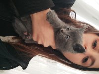 Russian blue erkek yavru
