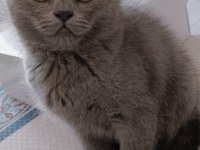 British shorthair dişi kedimiz