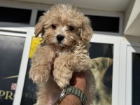 Ankaranın en güzel maltipoo yavruları
