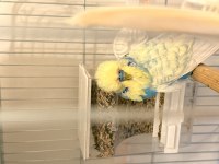 Show jumbo muhabbet kuşu