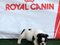 FRENCH BULLDOG YAVRULARI