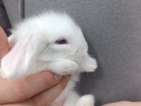 Pofuduk Lop Tavşanı Bebekler