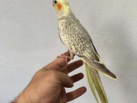 Yavru Sultan Papağanı