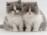 British Longhair Yavrular Evinizin Neşesi Olacaktır