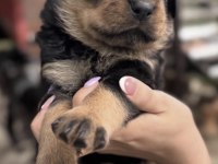 Rottweiler Saf Irk