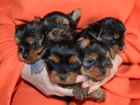 Orijinal yorkshire terrier yavrular