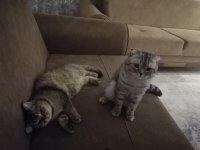 Tabby Silver Scottish Fold