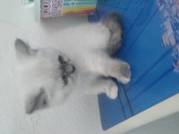 Minnoş british shorthair kızımız
