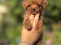 Büyümeyen Aşılı Çiş Eğitimli Toy Poodle Bebekler 