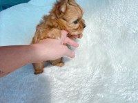 Wc eğitimli tea cup safkan morkie yavrumuz