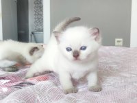 Beyaz british blue point yavrular