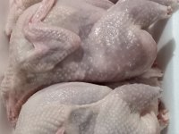 JUMBO JAPON VE ÇİN BILDIRCINLARI