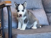 Husky sibirya yavrumuz