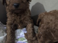 Toy poodle bebekler