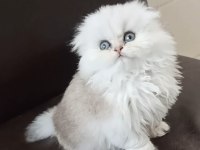 Yavru erkek scottish fold