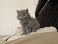 British longhair yavrumuz 60 günlük