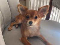 Sevecen minik pinscher
