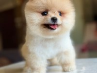 ORJİNAL TATLI POMERANİAN BOO KÖPEĞİMİZ