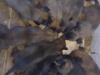 Malinois yavruları